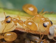The ant highlighted above is Gesomyrmex howardi, a rare known arboreal ant from the Oriental subtropics; photo courtesy: François BRASSARD.